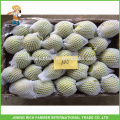 New Arrival Fresh Shandong Pera